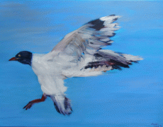 Möwe